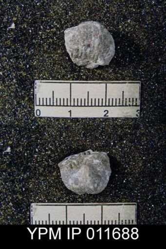 Marginifera whitei