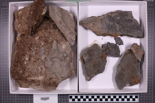 mixed taxa, stratigraphic collection