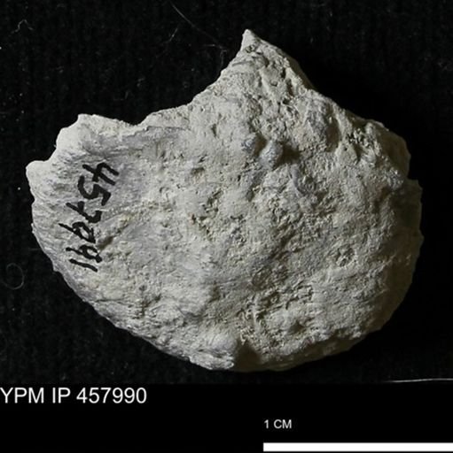 Strophodonta sp.