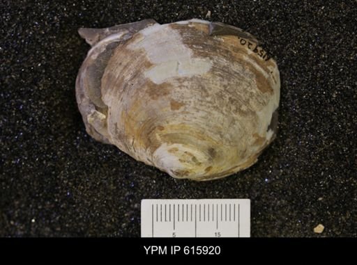 Nymphalucina?