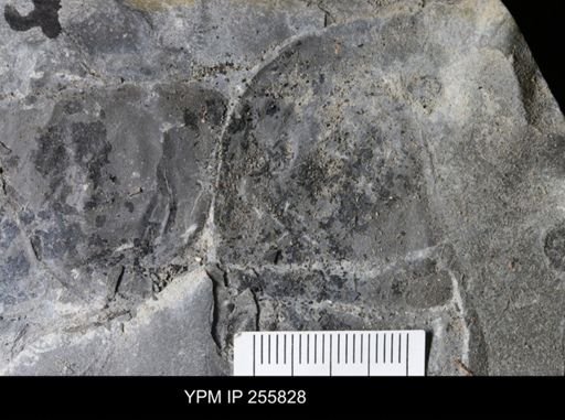 Hughmilleria sp.