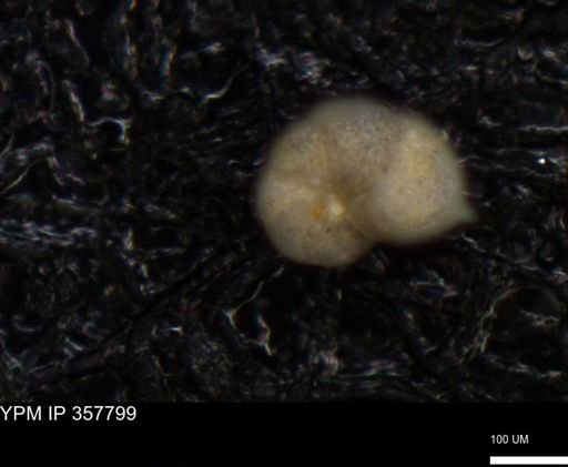 undet. Foraminiferida