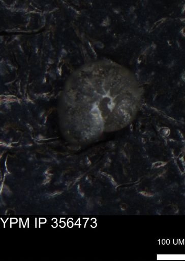 undet. Foraminiferida