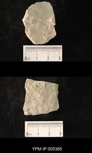 Delopterum minutum