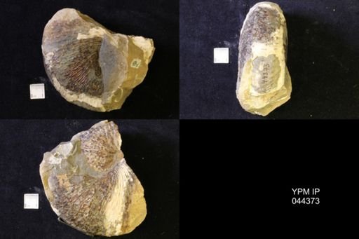 Jeletzkytes nebrascensis