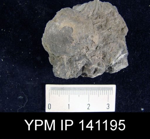 Productus sp.
