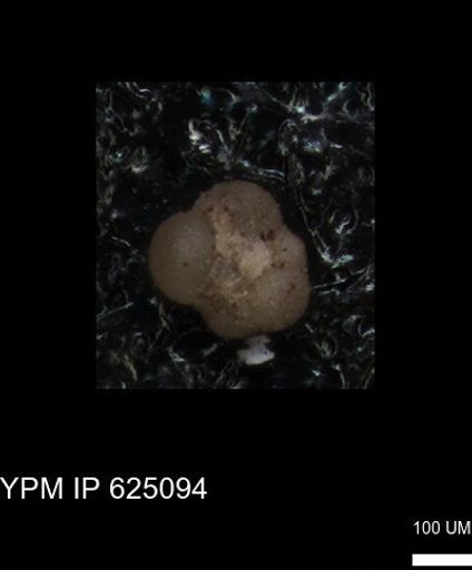 undet. Foraminiferida