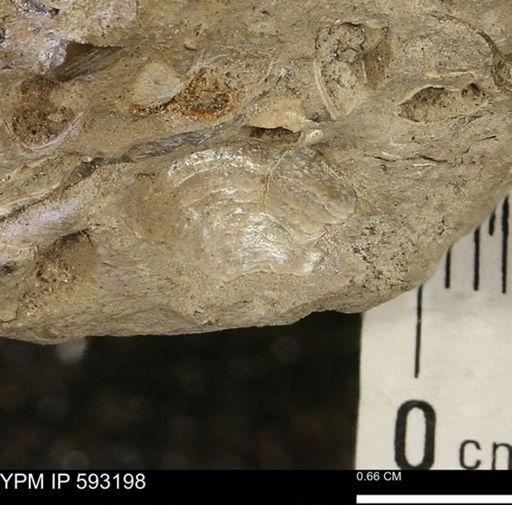 Inoceramus cuneatus
