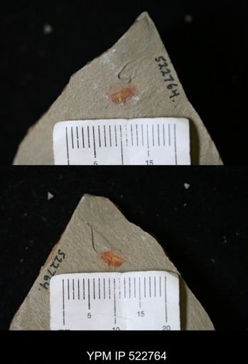 Chelicerata