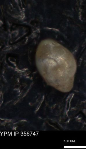 undet. Foraminiferida