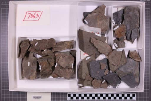 mixed taxa, stratigraphic collection