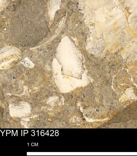 undet. Mollusca