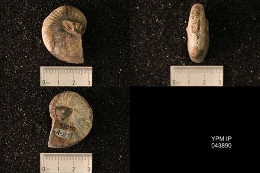 Hoploscaphites nicolletii