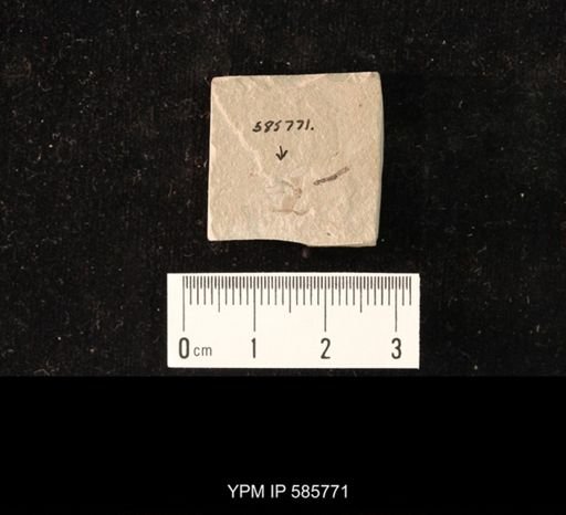 undet. Insecta