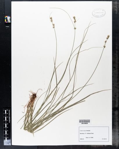Carex rosea