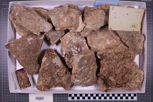 mixed taxa, stratigraphic collection