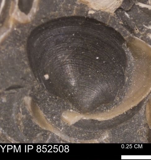 Limopsis striatopunctatus