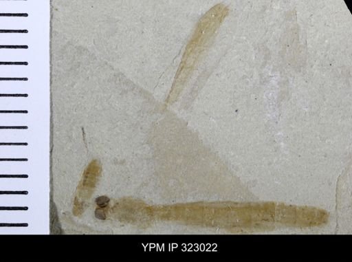 Tipula spoliata