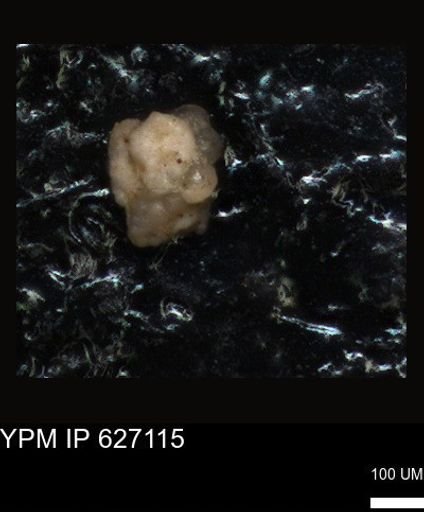 undet. Foraminiferida