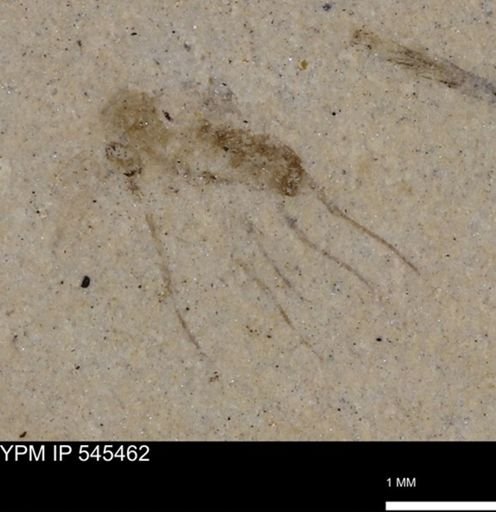 undet. Diptera