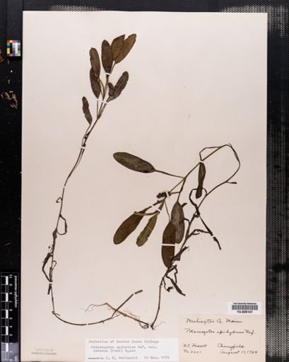 Plantae