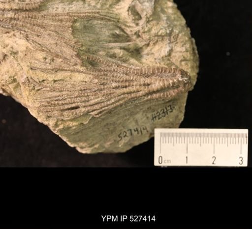 Iocrinus subcrassus