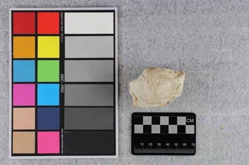 Mesohippus bairdi