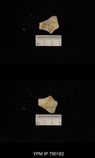 Leptodus sp.
