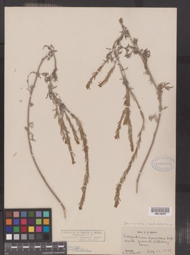 Descurainia pinnata
