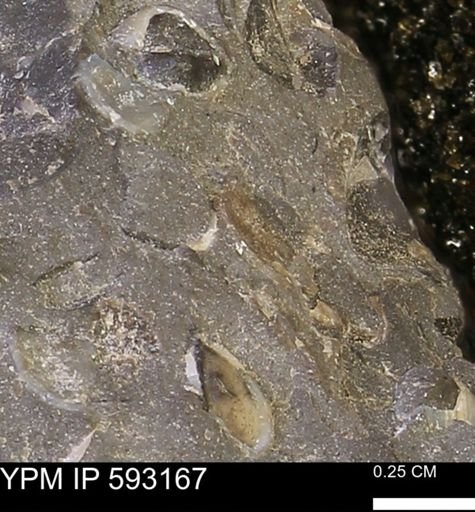 undet. Mollusca