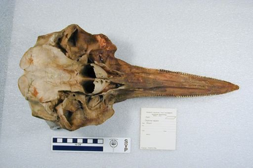 Delphinus delphis