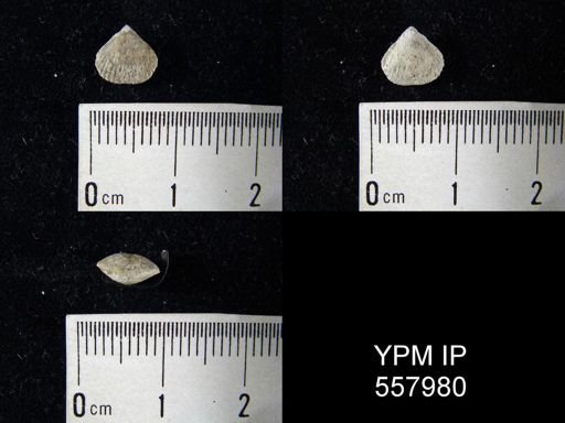 Brachiopoda