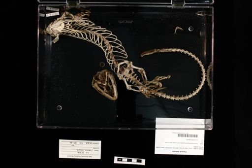 Corucia zebrata