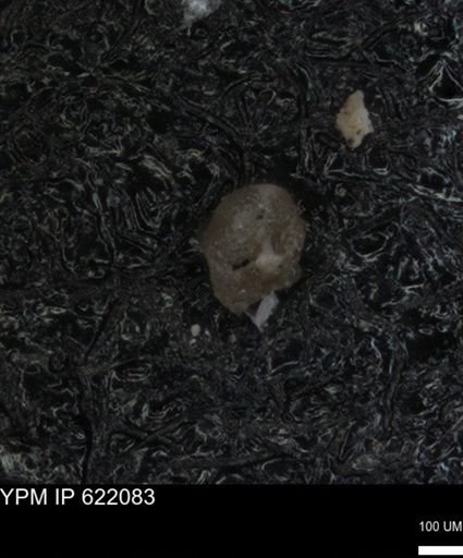 undet. Foraminiferida