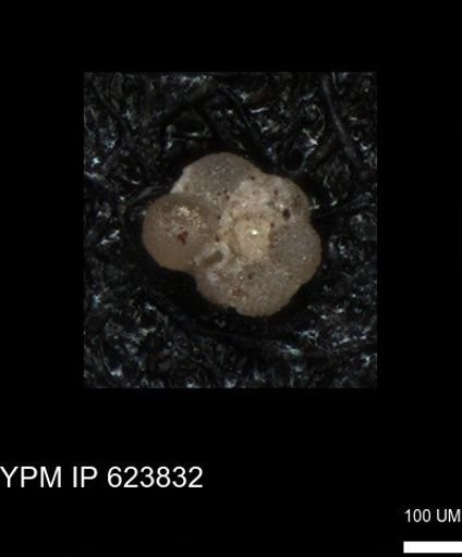 undet. Rugoglobigerinidae