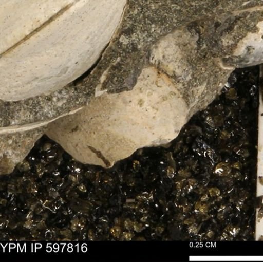 Limopsis striatopunctatus