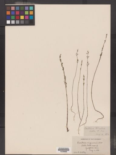 Bartonia virginica