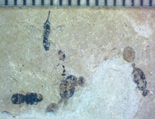 undet. Hymenoptera