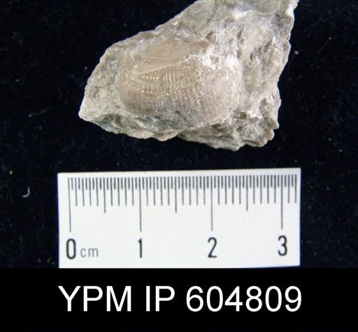 Marginifera?