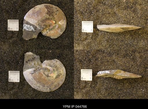 Sphenodiscus lenticularis
