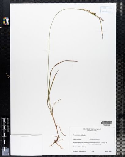 Carex tetanica