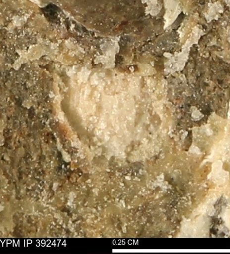 Protocardia subquadrata