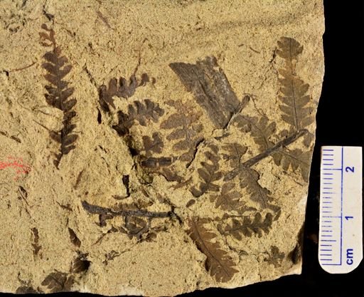 Microphyllopteris gieseckiana