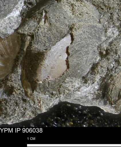 Limopsis striatopunctatus