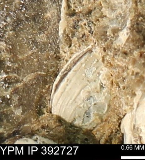 Protocardia?