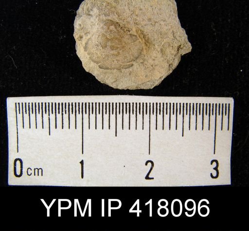 Reticularia perplexa