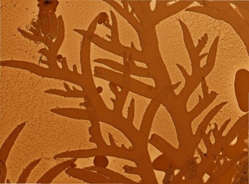 Plocamium cartilagineum