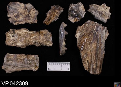 undet. Stratodontidae