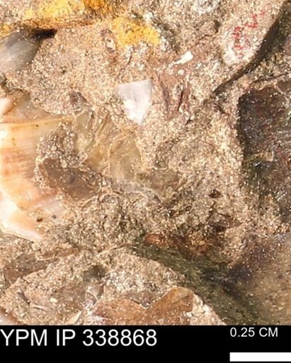 undet. Mollusca