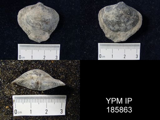Athyris spiriferoides